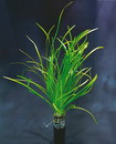 Dwarf Sagittaria